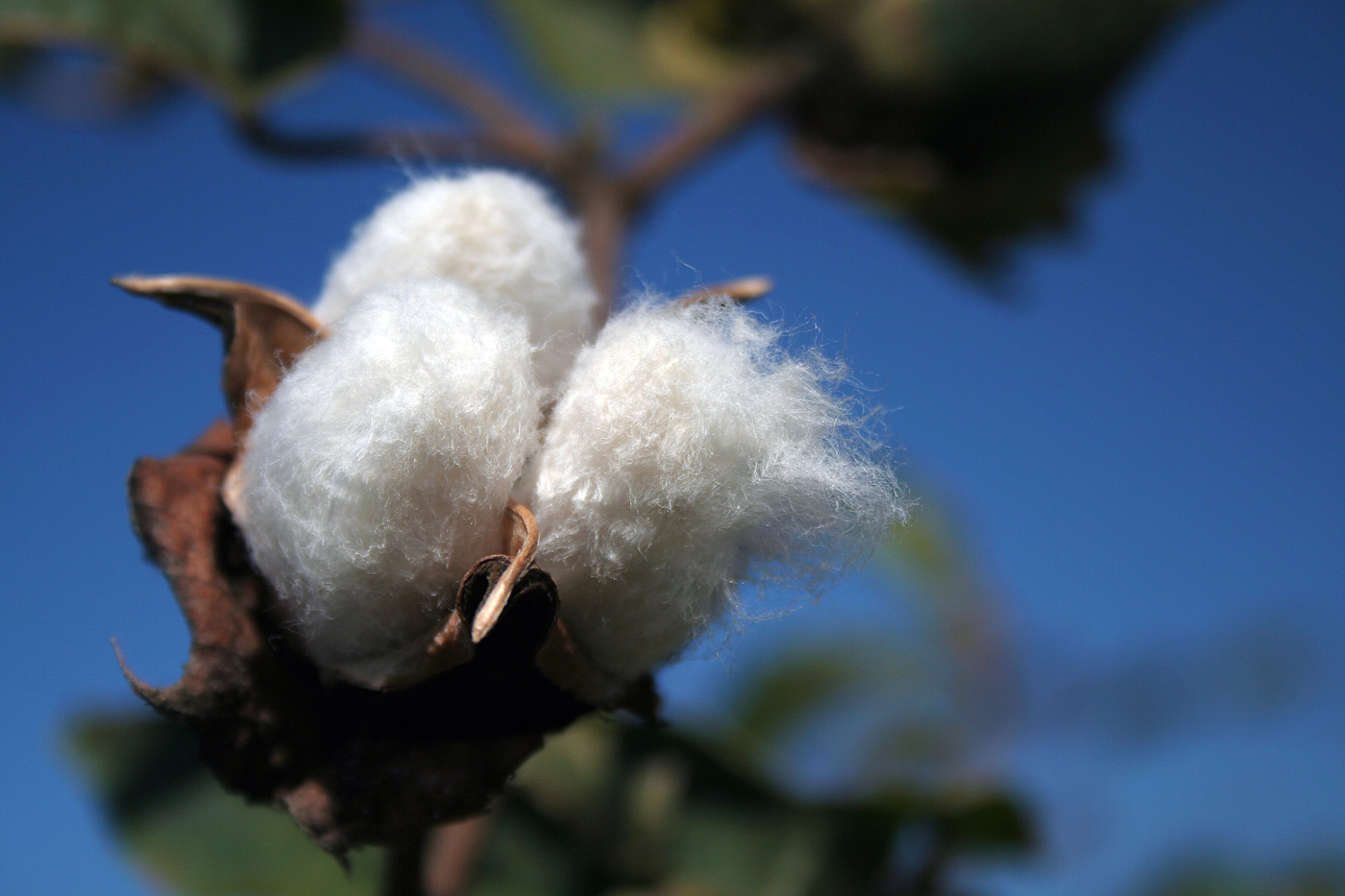  Cotton 